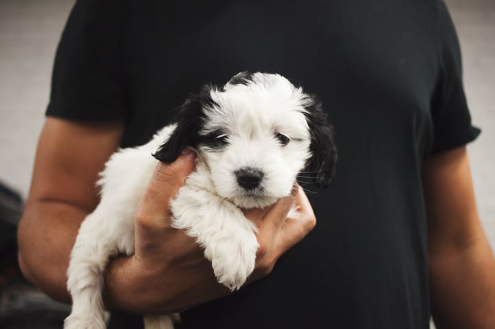Adoption Event Bounce Animal Rescue